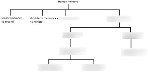 Cognition, Consciousness & Language Diagram | Quizlet