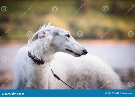 Dog Breed Borzoi