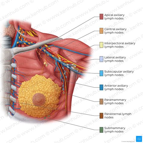 What Causes Infraclavicular Lymph Nodes To Swell