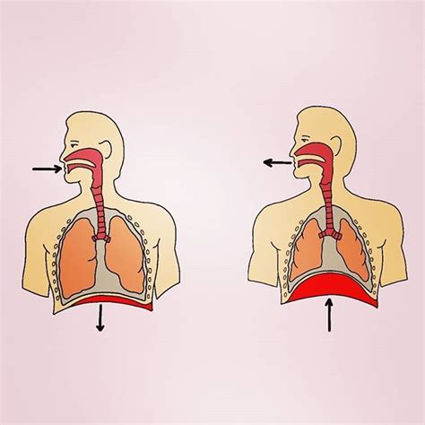 Inhalation Process 的图像结果