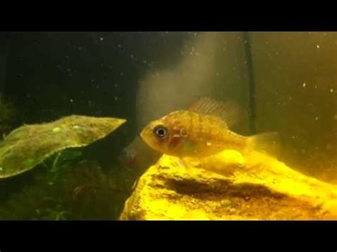 Image result for Native Fish Tank