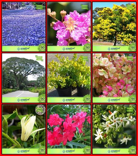 Buy Creative Farmer Seeds Combo Flower Tree & Tree Seeds : Blue ...
