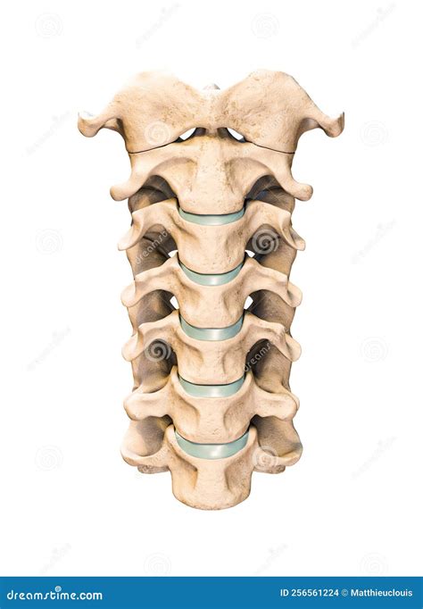 Human Cervical Vertebrae