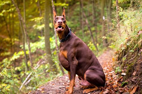 Brown Doberman: Breed Info, Pictures, Genetics & Facts