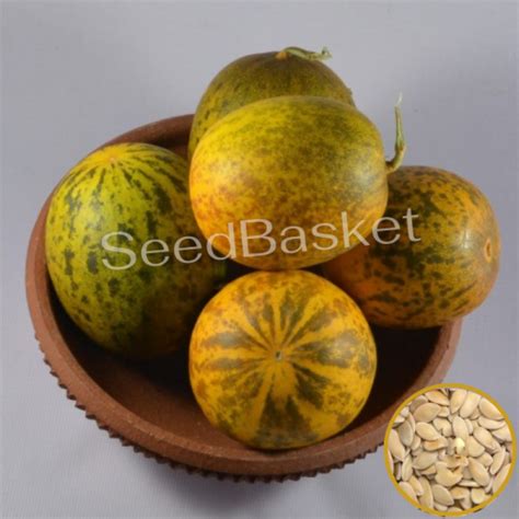 Buy Sambar Cucumber(Dosakaya) Seeds online in India