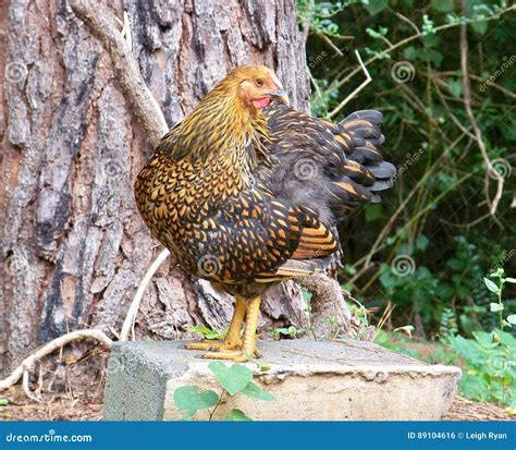 Golden Laced Wyandotte Chicken. Stock Photo | CartoonDealer.com #2037978