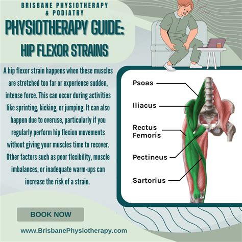 Hip Flexor Muscle
