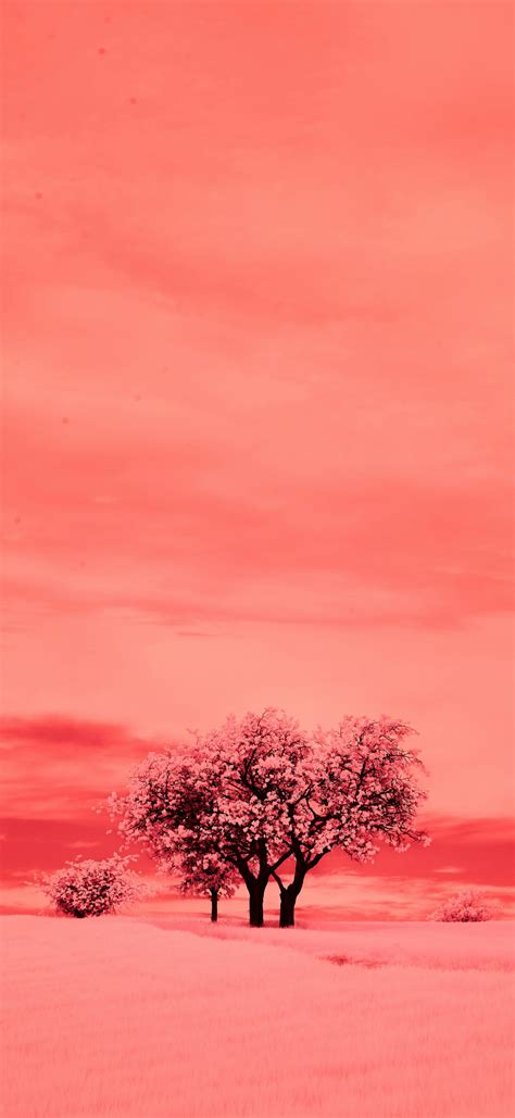 Pink Orange Peach Colored Landscape — Free iPhone Wallpaper (4K/HD) | 2025