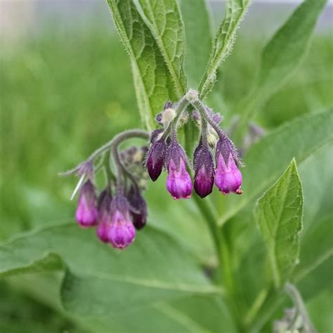 Buy Symphytum officinale Symphytum officinale: Delivery by Waitrose Garden