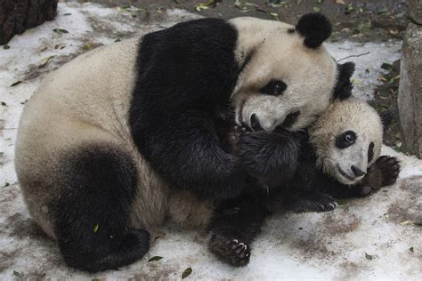 Giant Pandas Endangered