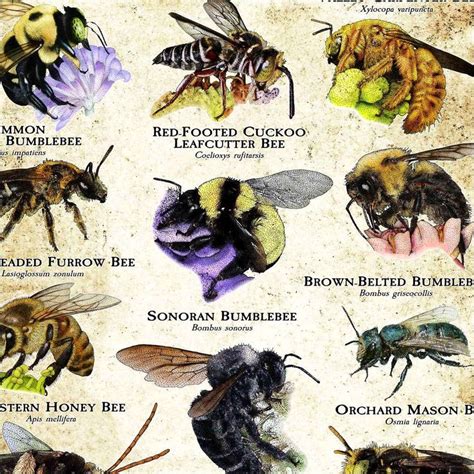 Image result for Bee Coding Java
