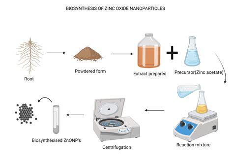 Biosynthesis of Zinc oxide nanoparticles | BioRender Science Templates - phases of zno