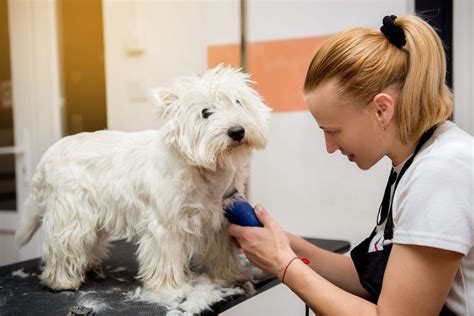 Dog Grooming Training | Paw Pad Dog Grooming Academy