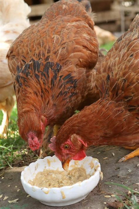 So, Can Chickens Eat Pumpkin?