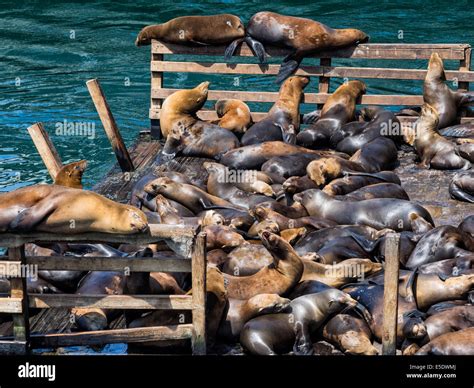 Monterey sea lion hi-res stock photography and images - Alamy