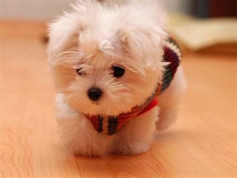 A small dog | Cute puppy photos, Cute baby animals, Baby animals