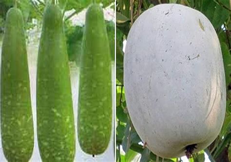 Bottle Gourd (Dhari Loki) and Ash Gourd (Mithai Petha) Seeds (Pack of ...
