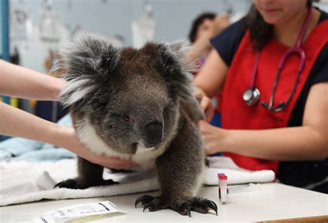 ‘Koalas really do get chlamydia’: How these marsupials could help humans battle the STI | The ...