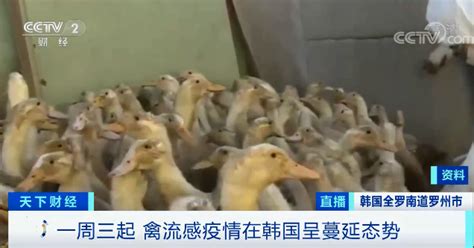 日本香川县暴发禽流感疫情