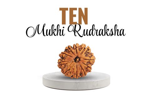 5 Best Rudraksha for Business Growth – Shiv Kripa Rudraksha
