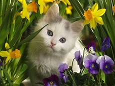 Beautiful Cat Backgrounds by All Wallpapers Beautiful Cats Hd Wallpapers Beautiful Cat Backgrounds