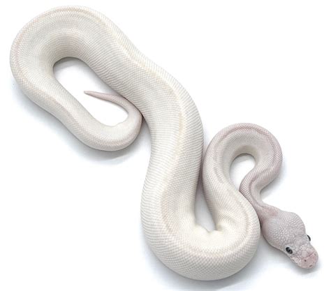 Image result for Sunset Leucistic Python's
