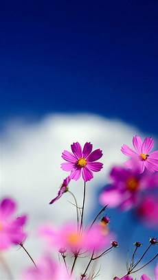 free to mobile android phone backgrounds pixelstalk net free to mobile android phone backgrounds pixelstalk net