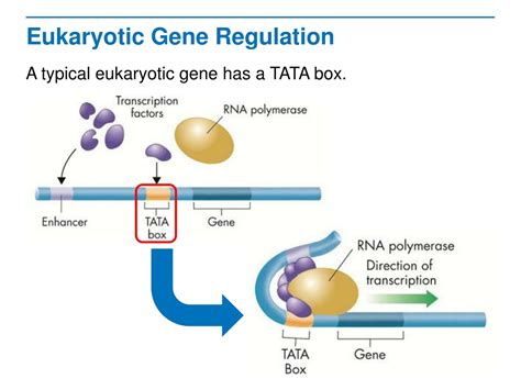 PPT - Mastering Gene Regulation: Prokaryotes to Eukaryotes PowerPoint ...
