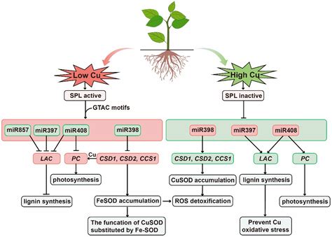 microRNAs: Key Players in Plant Response to Metal Toxicity