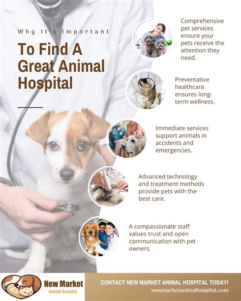 Why It's Important To Find A Good Animal Hospital - Learn More