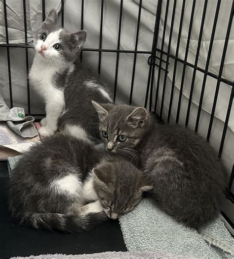 Our Cats – Westfield Homeless Cat Project