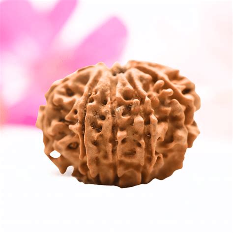 9 Mukhi Nepali Rudraksha - Regular – Adiyogi Rudraksh & Adiyogi Gemstones