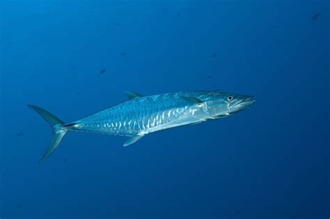 The World's 6 Fastest Fish