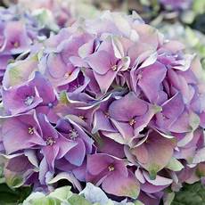 hortensien umpflanzen september farben hortensien saisonale blumen blumen hortensien umpflanzen september farben hortensien saisonale blumen blumen