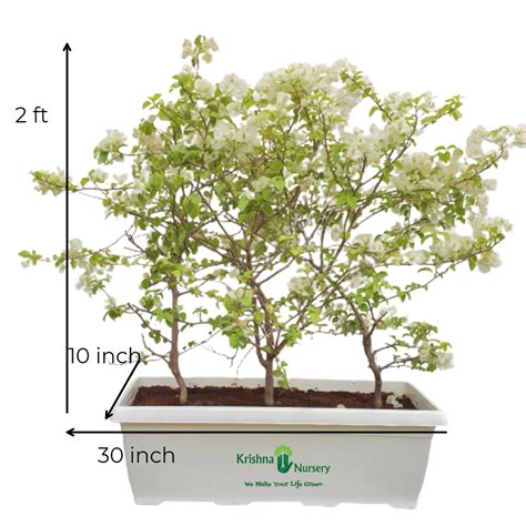 Bougainvillea Plant - Yellow Flower