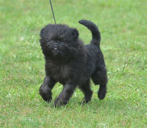 25 Popular Black Dog Breeds