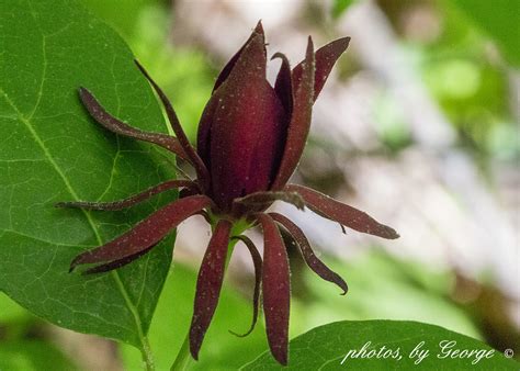 "What's Blooming Now" : Eastern Sweetshrub, Carolina Allspice, Sweet ...