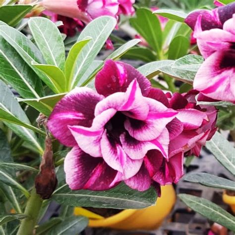 Adenium - PURPLE BLAST- 10 Flower Seeds – Floral Treasure