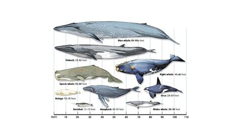 Blue Whale Size Comparison To School Bus