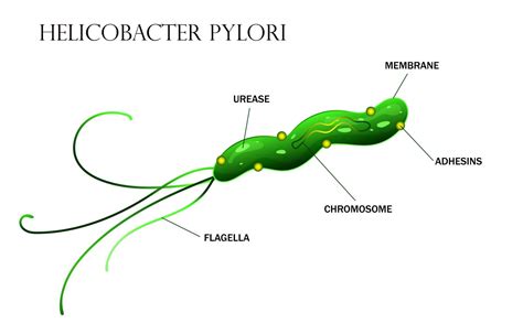Helicobacter pylori cell anatomy illustration 17458699 Vector Art at ...