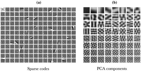 Image result for Sparse Coding Representation