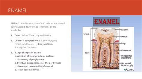 Tooth components. Enamel | PPTX