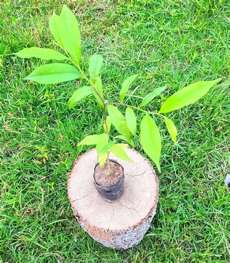 Live Assam Grown Agar Wood Plant//most expensive Scented Wood plant ...