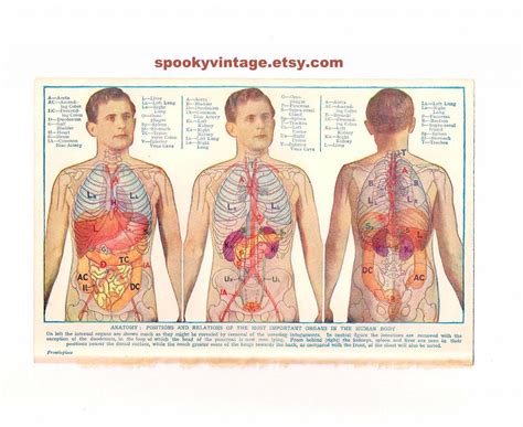 Organs In The Body : "Midsection view showing internal organs of human body ... : Each system ...
