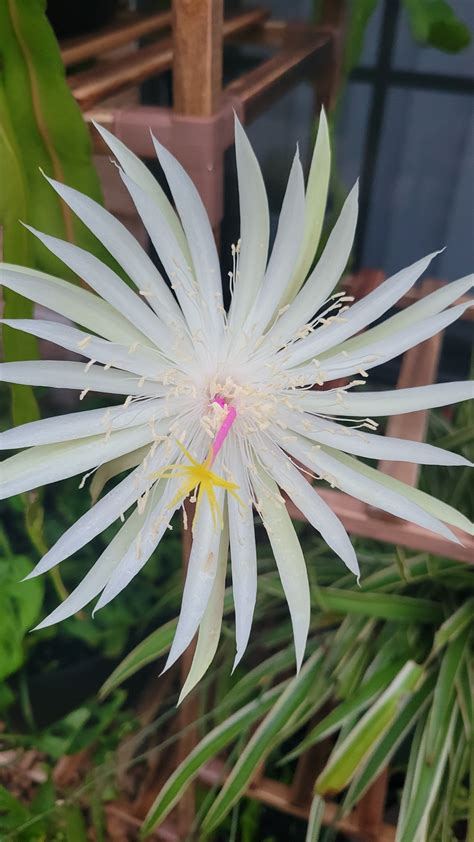 Finally got my night blooming cereus to bloom 🥹 : r/plants