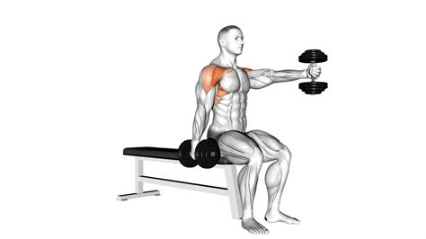 10 Deltoid Anterior Exercises To Build Strong Shoulders And Boost Upper ...