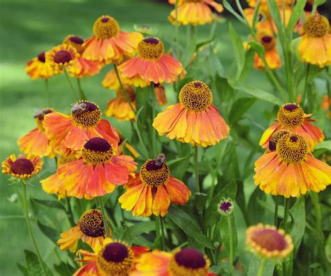 Best fall-flowering perennials: 7 expert-approved plants | Homes and ...