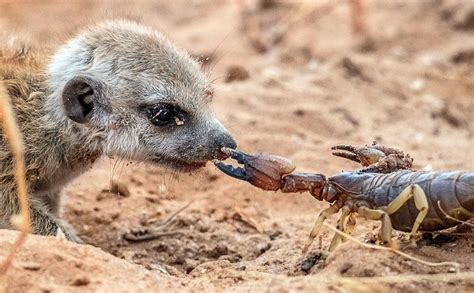 Predators Of Meerkats