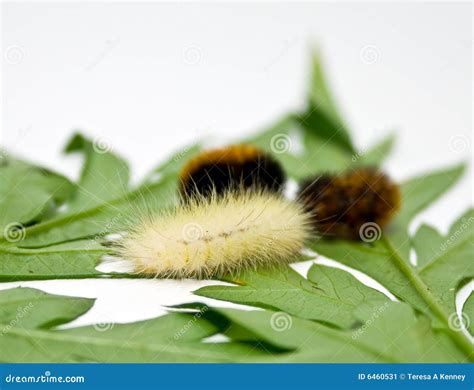 Caterpillars on leaves stock image. Image of moth, butterfly - 6460531