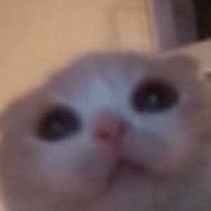 Image result for Cat HTML Code